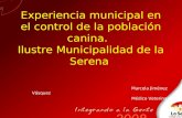 Experiencia municipal en el control de la población canina. Ilustre Municipalidad de la Serena Marcela Jiménez Vásquez Médico Veterinario.
