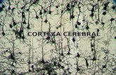 CORTEZA CEREBRAL. Cerebro humano (Corte frontal)