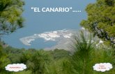 Puerto Las Nieves “EL CANARIO”….. Automático El Roque El Canario no saluda Te dice: ¡ Oh !, ¿ Qué pasó ?