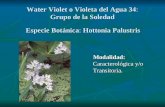 Water Violet o Violeta del Agua 34: Grupo de la Soledad Especie Botánica: Hottonia Palustris Modalidad: Caracterológica y/o Transitoria. Modalidad: Caracterológica.