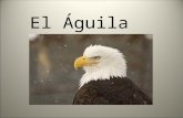 El Águila El águila es un ave grande y fuerte. La cabeza y la cola son blancas.. Su vista es cinco veces mejor que la de un ser humano. Puede ver más.
