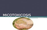 MICOTOXICOSIS. Definición Las micotoxinas son metabolitos tóxicos secundarios producidos por géneros de hongos como el Aspergillus, Penicillum y Fusarium.