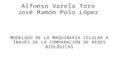 Alfonso Varela Toro José Ramón Polo López MODELADO DE LA MAQUINARIA CELULAR A TRAVÉS DE LA COMPARACIÓN DE REDES BIOLÓGICAS.