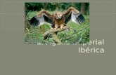 El águila imperial es un tipo de ave y es el águila segundo más grande que vive en Europa. Se clasifica como una especie en peligro de extinción  Las.