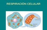 RESPIRACIÓN CELULAR. Respiración celular Todas la células vivas necesitan una fuente de energía para funcionar. La energía es usada en todos los procesos.