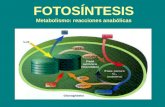 FOTOSÍNTESIS Metabolismo: reacciones anabólicas. Fotosíntesis La fotosíntesis es el proceso usado por plantas y otros organismos para producir sustancias.