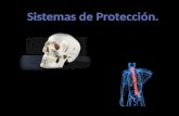 Cráneo y columna vertebral. Traumatismo Craneoencefálico: El cráneo es un medio de protección para el encéfalo. Sin embargo el cerebro puede verse afectado.