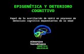 EPIGENÉTICA Y DETERIORO COGNITIVO Papel de la acetilación de H4K12 en procesos de deterioro cognitivo dependientes de la edad GENÉTICA MOLECULAR Albertina.