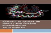 Modelado 3D de la proteína DHH silvestre y de sus mutaciones Dr. Gerardo Cobos Salcedo Tutor: Dra. Patricia Canto.