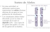 Sorteo de Alelos En esta actividad, se utilizaran canicas para representar los alelos (formas alternas de un gen) en una población de estudiantes. Los.