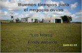 Buenos tiempos para el negocio ovino “Los Moros” Fredy Almeida.