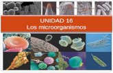 UNIDAD 16 Los microorganismos. Recursos para la explicación de la unidad Características de los microorganismos Tipos de microorganismos BacteriasEstructura.