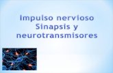 Objetivos de la Clase: Identificación de la neurona como la unidad estructural y funcional del sistema nervioso, su conectividad y su participación en.