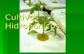 Cultivos Hidropónicos. Definiciones  Se inició para hacer estudios de nutrición vegetal.  Su etimología significa hydros = agua y ponos = trabajo o.