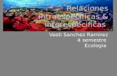 Vasti Sanchez Ramirez 4 semestre Ecologia. Las relaciones intraespecíficas son las que ocurren entre organismos de la misma especie.