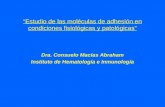 “Estudio de las moléculas de adhesión en condiciones fisiológicas y patológicas” Dra. Consuelo Macías Abraham Instituto de Hematología e Inmunología.