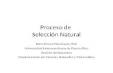 Proceso de Selección Natural Bert Rivera Marchand, PhD Universidad Interamericana de Puerto Rico Recinto de Bayamón Departamento de Ciencias Naturales.