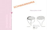 Vanessa Gómez 10-1009. Células de Schwann Las células de Schawnn se originan de la cresta neural y acompañan a los axones durante su crecimiento, formando.