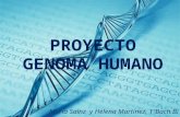 María Sainz y Helena Martínez, 1ºBach.B.. Genoma: Conjunto de todos los genes de un ser vivo. El ADN está formado por una doble hélice de cadenas de.