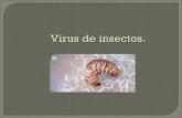 Virus de insectos..  Así como el hombre, los insectos también son atacados por enfermedades que les pueden causar la muerte. Los agentes responsables.