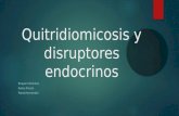 Quitridiomicosis y disruptores endocrinos Brayan Cifuentes Karen Pinzón Paola Hernández.