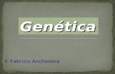 © Fabrizio Anchorena Genética. Campo fundado por Gregor Mendel Trabajó con semillas de arvejas No tenía conocimientos acerca de células, cromosomas, etc.;