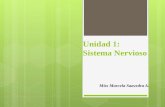 Unidad 1: Sistema Nervioso Miss Marcela Saavedra A.