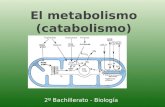 El metabolismo (catabolismo) 2 Bachillerato - Biolog­a