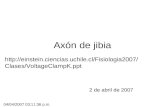 Axón de jibia 2 de abril de 2007  Clases/VoltageClampK.ppt 04/04/2007 03:11:36 p.m.