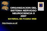 ORGANIZACION DEL SISTEMA NERVIOSO NEUROCIENCIA II 2007 http://www.uv.cl/ MATERIAL EN PAGINA WEB.