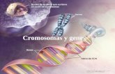 Cromosomas y genes. Objetivos Entender y valorar que los cromosomas son portadores de los genes y que estos son unidades donde se encuentra codificada.