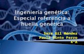 Sara Gil Méndez Paula Pinto Ferro 4ºA. Índice  Definición  Aplicaciones de la ingeniería genética  La huella genética  Casos famosos  Ejemplos prácticos.