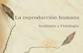 La reproducción humana Anatomía y Fisiología. Anatomía.