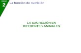 UNIDAD 2 La función de nutrición LA EXCRECIÓN EN DIFERENTES ANIMALES.