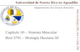 Universidad de Puerto Rico en Aguadilla Capítulo 10 – Sistema Muscular Biol 3791 – Biología Humana III Jesús Lee-Borges, PhD; José A. Cardé, PhD Departamento.