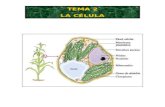 TEMA 2 LA CÉLULA. TEMA 2 Contenido Principios de la teoría celular Definición de célula Visión del mundo celular: El microscopio Estructura básica de.