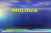 MIOLOGIA ANGELICA CANO BUITRAGO. MIOLOGIA Los músculos se pueden clasificar morfológicamente y funcional/ : Músculos lisos (Involuntarios) no estriado.