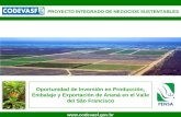 1  Oportunidad de Inversión en Producción, Embalaje y Exportación de Ananá en el Valle del São Francisco PROYECTO INTEGRADO DE NEGOCIOS.