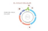 EL CICLO CELULAR FASES DEL CICLO CELULAR. 2 Ciclo celular.