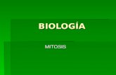 BIOLOGÍA MITOSIS. MITOSIS  Mitosis (del griego mitos, hebra) es un reparto equitativo del material genético ADN característico de las células.  Es fundamental.