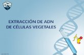 EXTRACCIÓN DE ADN DE CÉLULAS VEGETALES. Introducción Extraer ADN de una muestra vegetal (plátano). Comprender el procedimiento realizado para extraer.