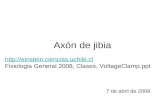 Axón de jibia 7 de abril de 2008   Fisiologia General 2008, Clases, VoltageClamp.ppt.