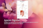 Aparato DigestivoAparato Digestivo Clasificár los componentes del aparato digestivo en un esquema anatómico mencionando la la división de los mismos.