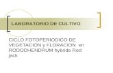 LABORATORIO DE CULTIVO CICLO FOTOPERIODICO DE VEGETACIÓN y FLORACION en RODODHENDRUM hybride Red jack.