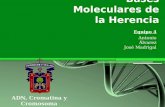 Bases Moleculares de la Herencia ADN, Cromatina y Cromosoma Equipo 4 Antonio Álvarez José Madrigal.