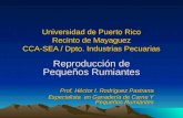 Universidad de Puerto Rico Recinto de Mayaguez CCA-SEA / Dpto. Industrias Pecuarias Reproducción de Pequeños Rumiantes Prof. Héctor I. Rodríguez Pastrana.
