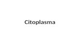 Citoplasma. Es la parte que se halla entre la membrana plasmática y el núcleo. Posee organelos delimitados por membrana inmersos en una gelatina llamada.