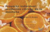 Proyecto individual: productos citricos de la montaña Persona contacto: Lylia Olivos Universidad de Puerto Rico- Mayaguez Departamento de Ciencias Agricolas.
