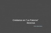 Cnidarios en “La Paloma” ROCHA ROCHA Prof. Alicia Dutra.