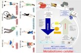 Metabolismo celular METABOLISMO: es el conjunto de reacciones físico-químicas que ocurren en un ser vivo Estos procesos a nivel molecular permiten las.